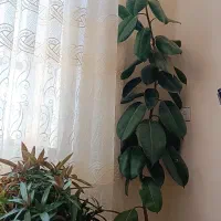 فروش گل طبیعی|گل و گیاه طبیعی|تربت‌حیدریه, ترمینال|دیوار