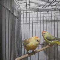 طوطی آوازه خوان|پرنده|بندر امام خمینی, |دیوار