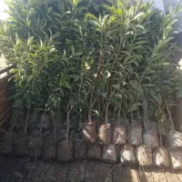 درخت و گل|خدمات باغبانی و درختکاری|شیراز, شهرک مهدیه|دیوار