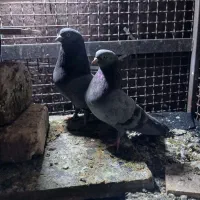 یک جفت سبز پشت بسته پربازی دار معاوضه با زاغ