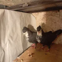 جفت سیاه رسمی خوشکل|پرنده|کرمان, |دیوار