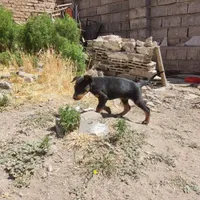 توله دوبرمن