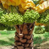 این توعکس موجود