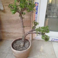 بنسای خرفه