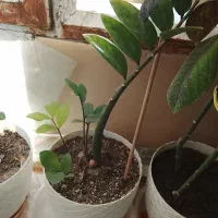 گل طبیعی|گل و گیاه طبیعی|نیشابور, گنبد سبز|دیوار