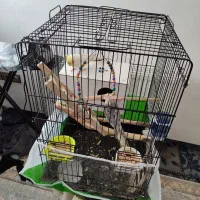 عروس هلندی روی تخم