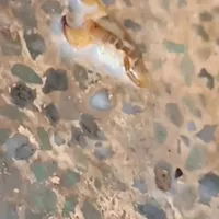 سمپاشی منازل و موریانه زدایی سمپاشی ساس عقرب سوسک