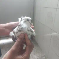 دوتا کفتر ماده