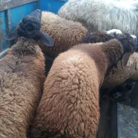 فروش گوشت بره وگوسفندی