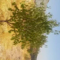 فروش باغ 1000متری روستای بردج|فروش خانه و ویلا|شیراز, داریون|دیوار