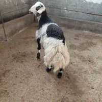 بره قوچ پلنگی خال سیاه|حیوانات مزرعه|الشتر, |دیوار