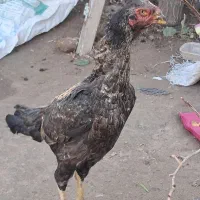 مرغ لاری
