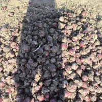 پیاز قرمز بیل آب درجه یک همه چیز به شرط تناژ محدود