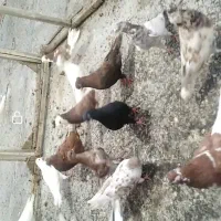 کبوترپرشی
