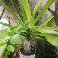 فروش تعدادی گل طبیعی