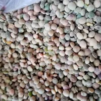 نخود عدس تخمه کدو|خوردنی و آشامیدنی|بهمن صغاد, |دیوار