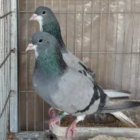 دمگیر خرقه، وازوبریده، زری