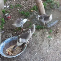 غاز سالم وسرحال  وجوان
