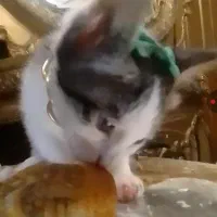 واگذاری بچه گربه ی دستی