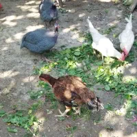 اوردک مرغ شاخدار با یه مرغ لاری تخم کن|حیوانات مزرعه|مینودشت, |دیوار