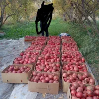 انار دانه زغالی جوشان