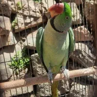 شاه طوطی سخنگو