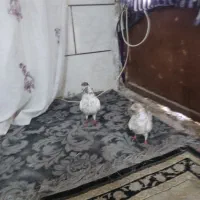 کفتر|پرنده|خرمشهر, |دیوار