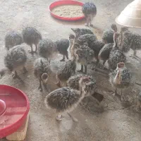 جوجه شتر مرغ ۱۰روزه