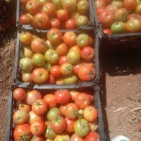 گوجه محلی ترش وخوشمزه