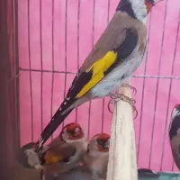جوجه  سهره|پرنده|اصفهان, کوی امیریه|دیوار