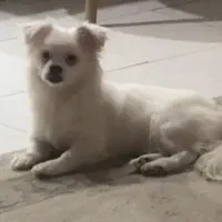 سگ پیدا شده