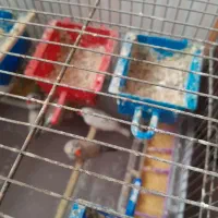 پرنده فنچ|پرنده|ری, علایین|دیوار