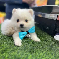 پامر خرسی عروسکی|سگ|سیرجان, |دیوار