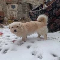 یک عدد سگ پاکو ماده