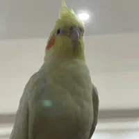 عروس هلندی گم شده|حیوانات|گنبد کاووس, |دیوار