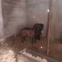 شیشک میش افشاری