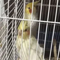 عروس هلندی|پرنده|رشت, پل تالشان|دیوار