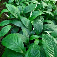 گل و گیاه آپارتمانی اسپانی سطل ۷