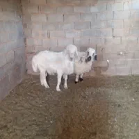 یک راس قوچ و یک راس میش چاق