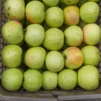 سیب سفید
