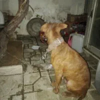 سگ پیت بول ماده|سگ|اسلام‌شهر, شهرک توحید|دیوار