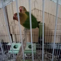 اهواز کوت عبدالله گنوم کار خیابون اول پلاک دو|پرنده|کارون, |دیوار