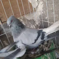 سبز دمب سفید نر و ماده|پرنده|گتوند, |دیوار