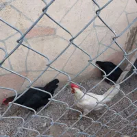 مرغ تخم گذار
