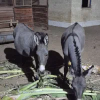 فروش الاغ و کره خر ماده