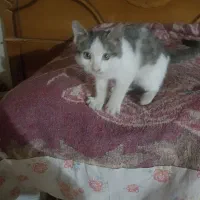 واگذاری بچه گربه