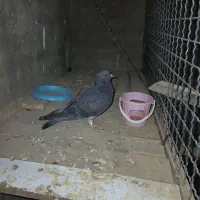 کفتر ۷، ۸ تا|پرنده|ابهر, |دیوار