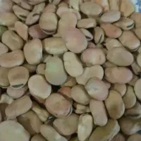 باقالادرجه یک پزابه شرط امسالی