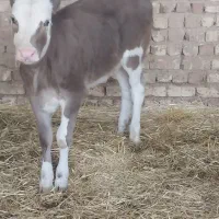 گاو گوساله ماده گوساله نر نوبر|حیوانات مزرعه|مرودشت, کناره|دیوار