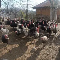 فروش ویژه بوقلمون نر و ماده|حیوانات مزرعه|رضوانشهر, |دیوار